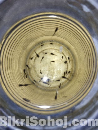 Black Moscow Guppy Fish Fry
